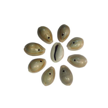 Original Decorative Cowrie shell Kodi Cauri Caudi Cowrie For jewelry accessories Decoration,fashion Industry,Creative Project,Crafts, DIy (pack of 50 pcs) Original Decorative Cowrie shell Kodi Cauri Caudi Cowrie For jewelry accessories Decoration,fashion Industry,Creative Project,Crafts, DIy (pack of 50 pcs)